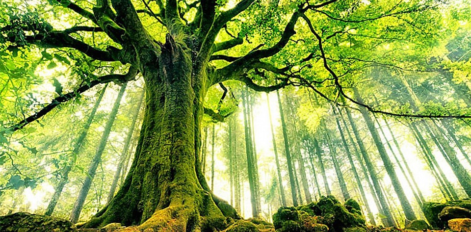 Forest